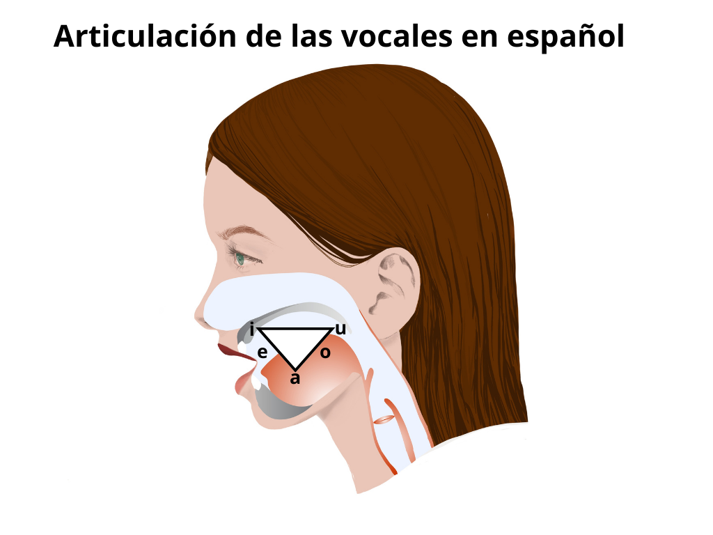 Bild 5 Articulacion vocales espanol