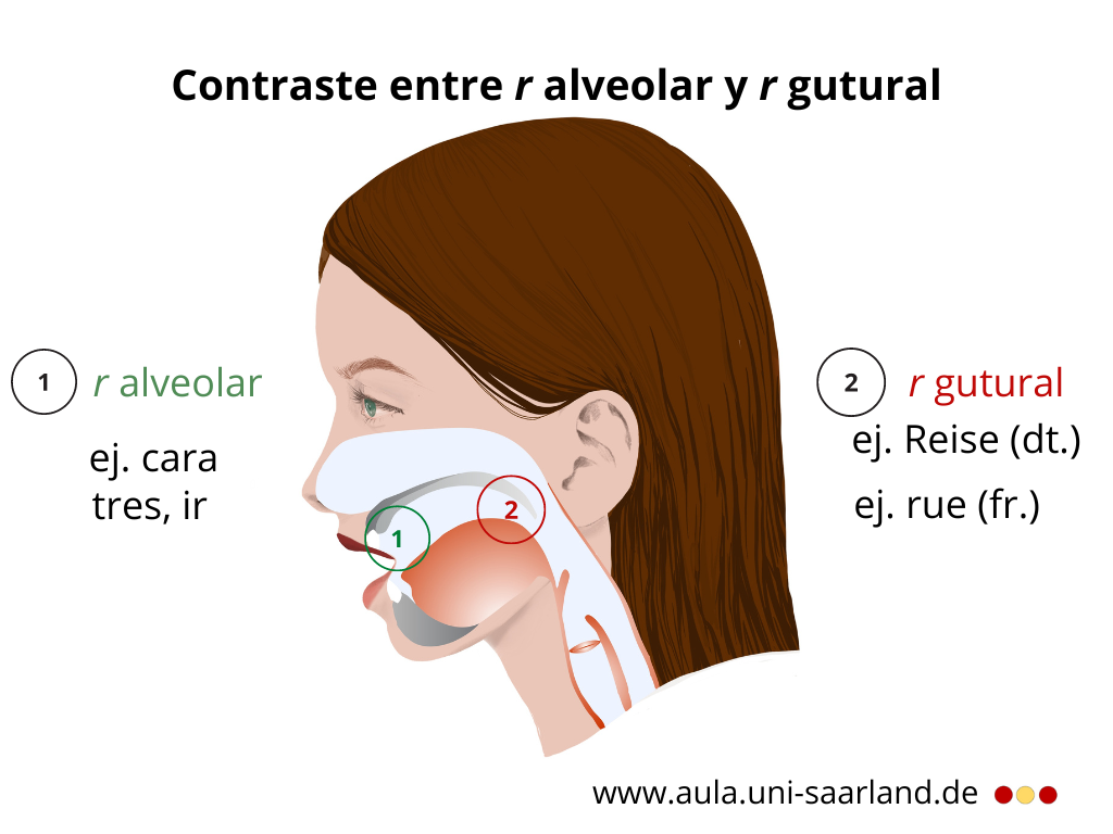 Aula Contraste r alveolar gutural